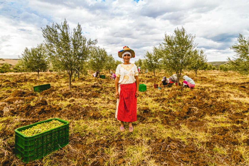 Portrait of Jeblia olive picker woman in traditional outfit